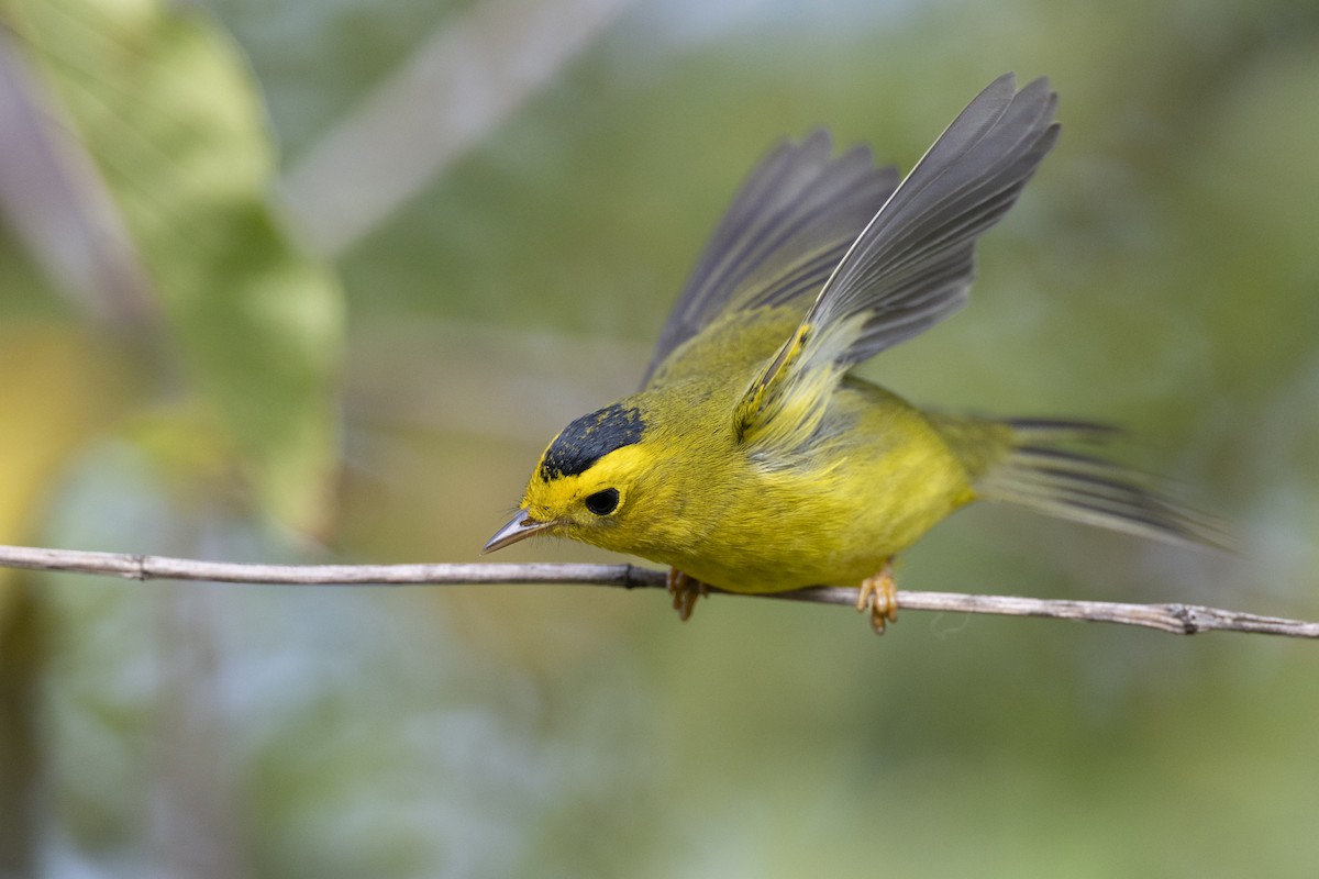 Wilson's Warbler - ML646456591