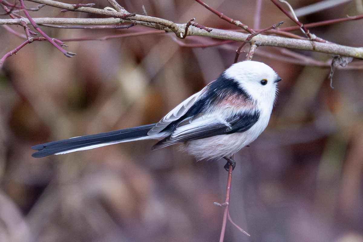 Long-tailed Tit - ML646456594