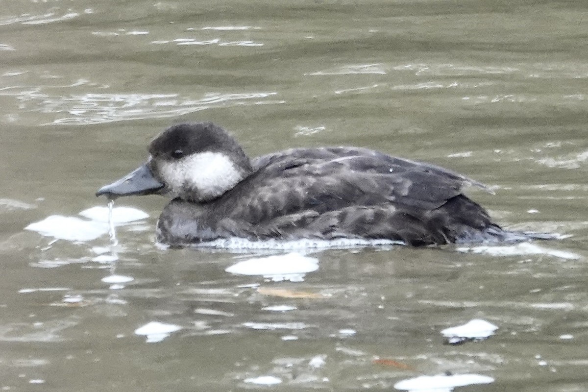 Американская синьга - ML646456595