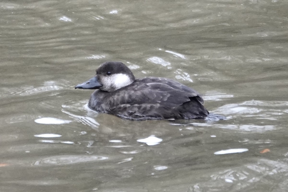 Американская синьга - ML646456596