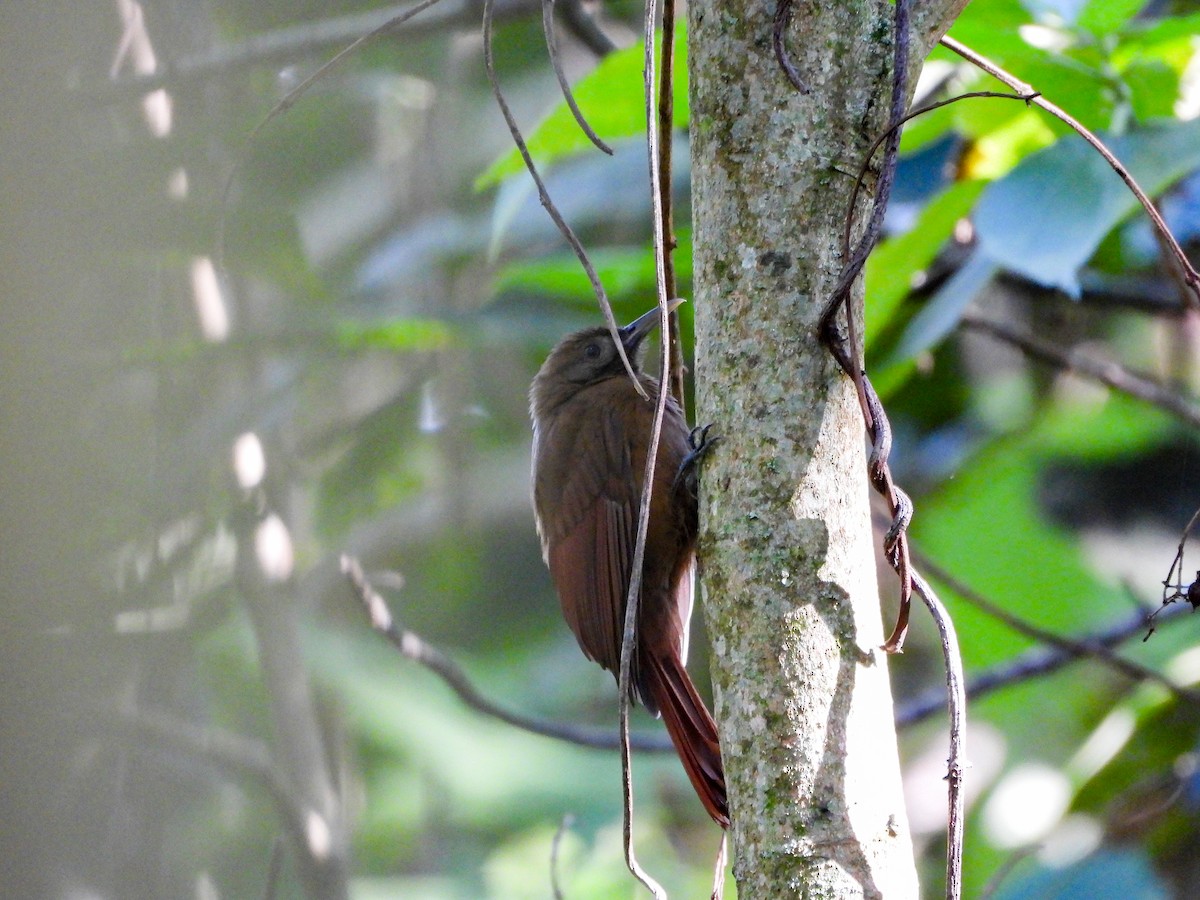 Plain-brown Woodcreeper - ML646456597