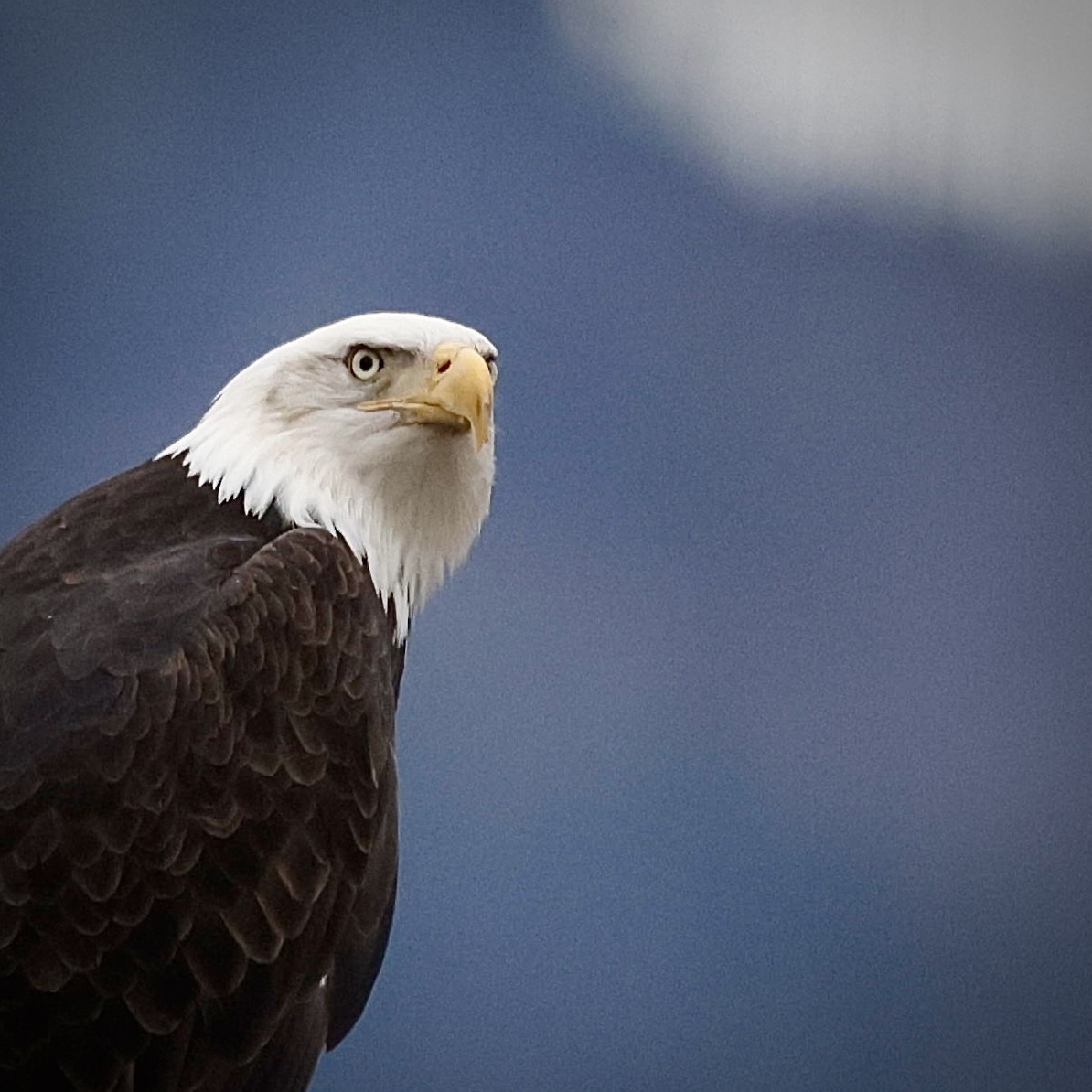 Bald Eagle - ML646456599