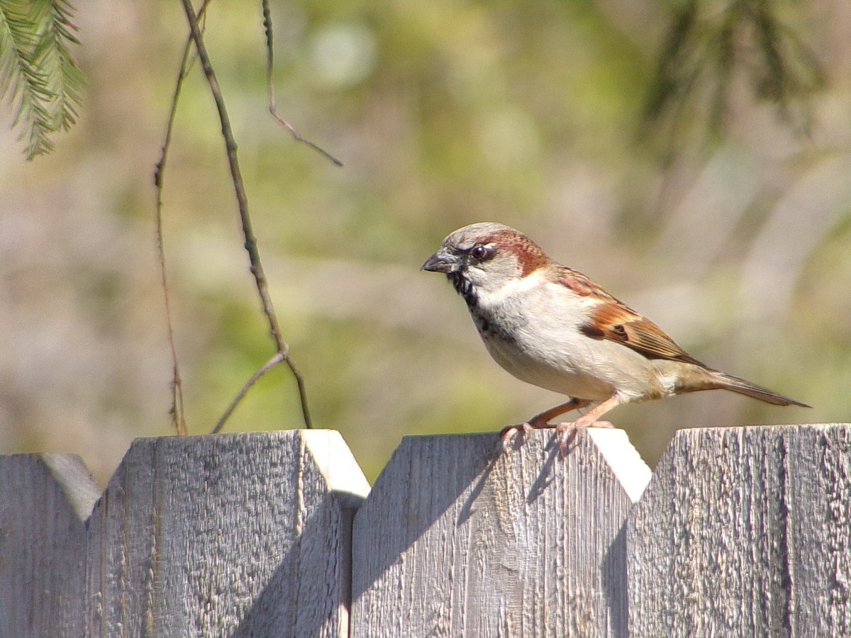 House Sparrow - ML646456600