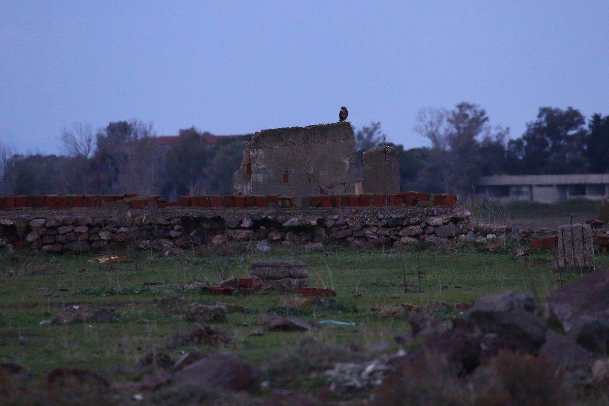 Common Buzzard - ML646456604