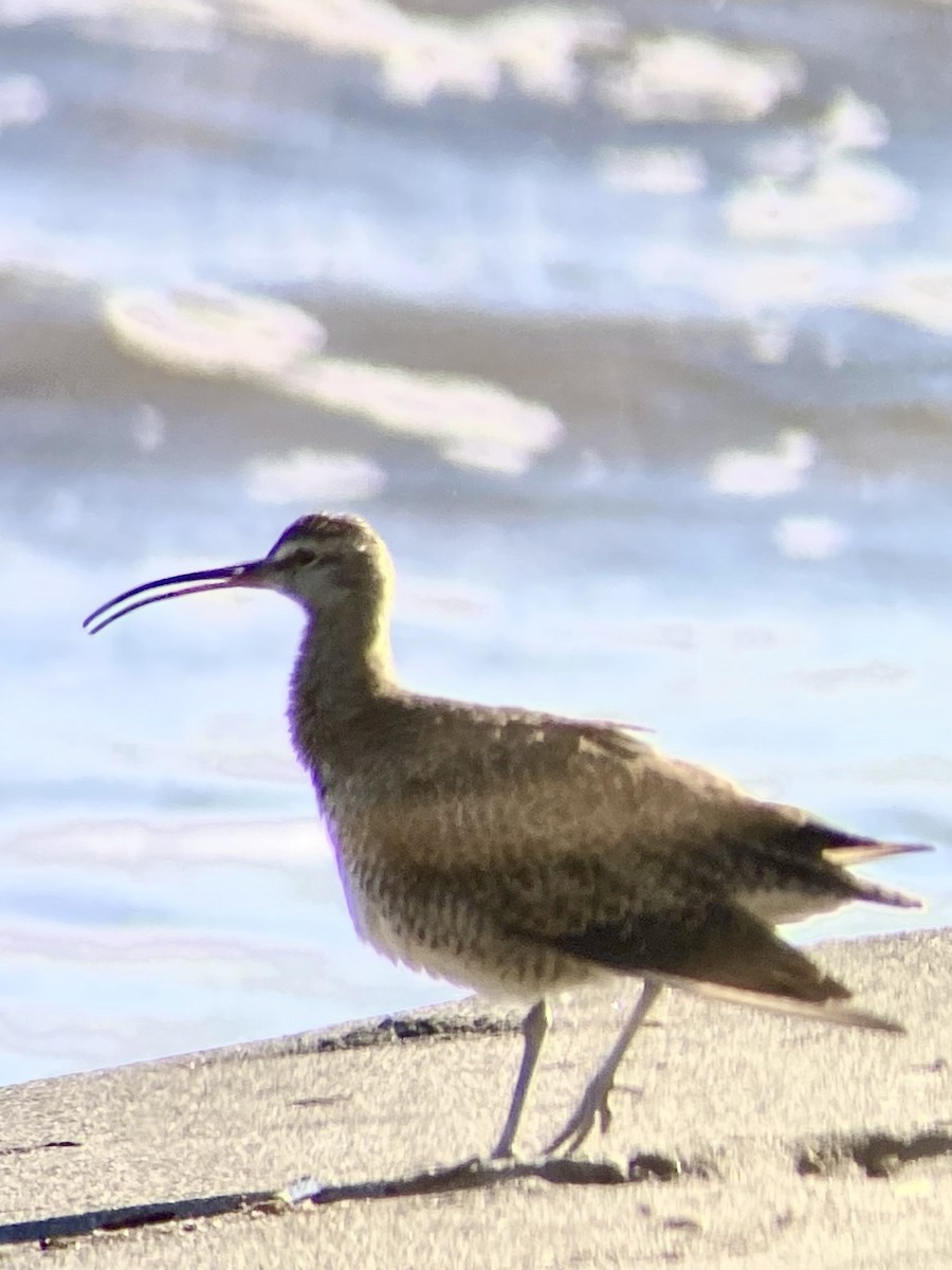 Hudsonian Whimbrel - ML646456605