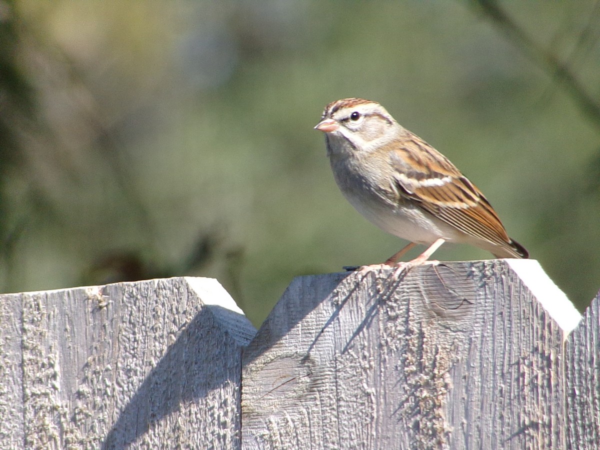 Chipping Sparrow - ML646456606