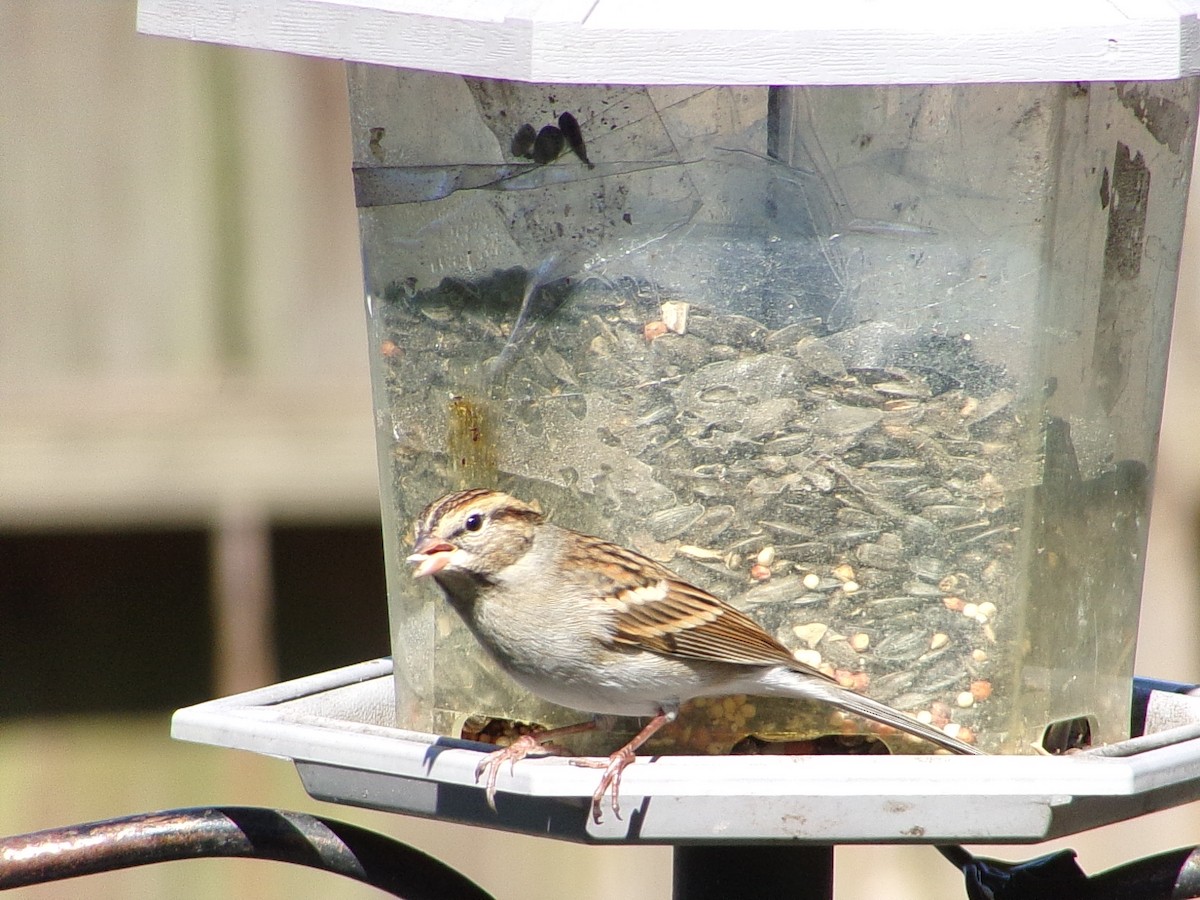 Chipping Sparrow - ML646456607