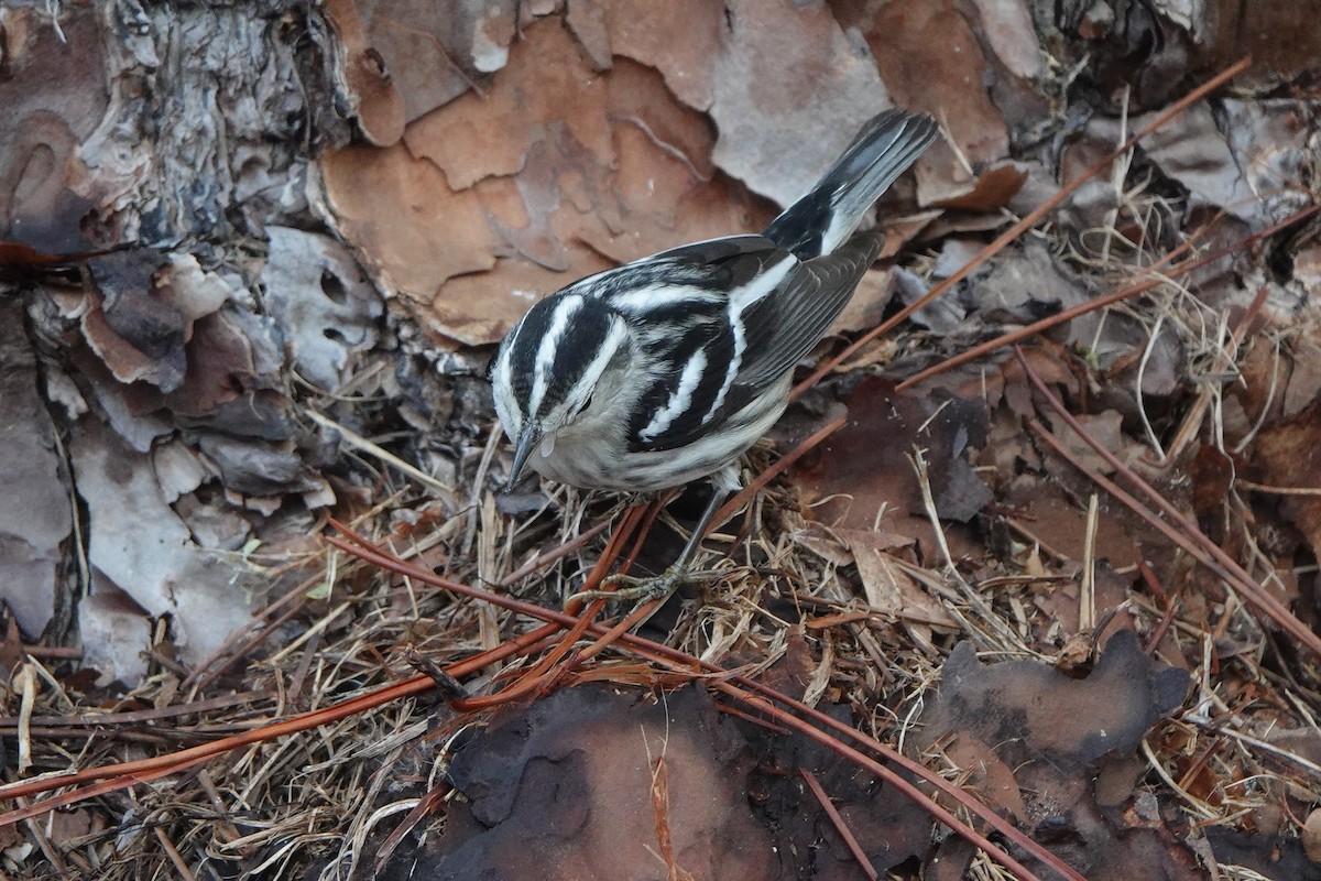 Black-and-white Warbler - ML646456608