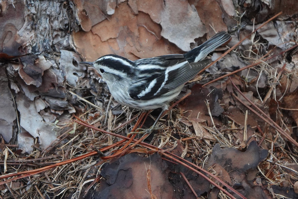 Black-and-white Warbler - ML646456609