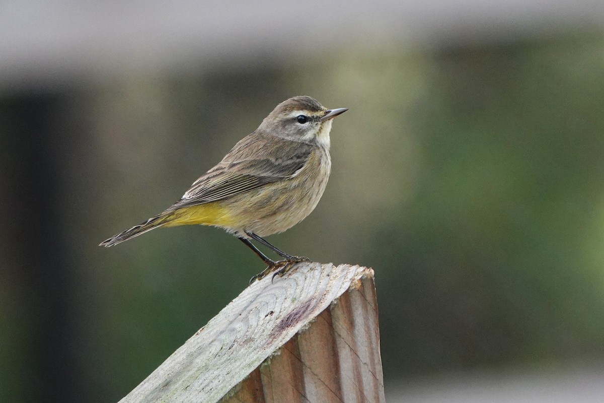 Palm Warbler - ML646456611