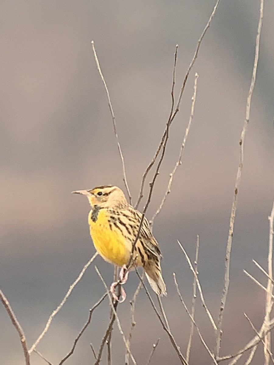 Eastern Meadowlark (Eastern) - ML646456612
