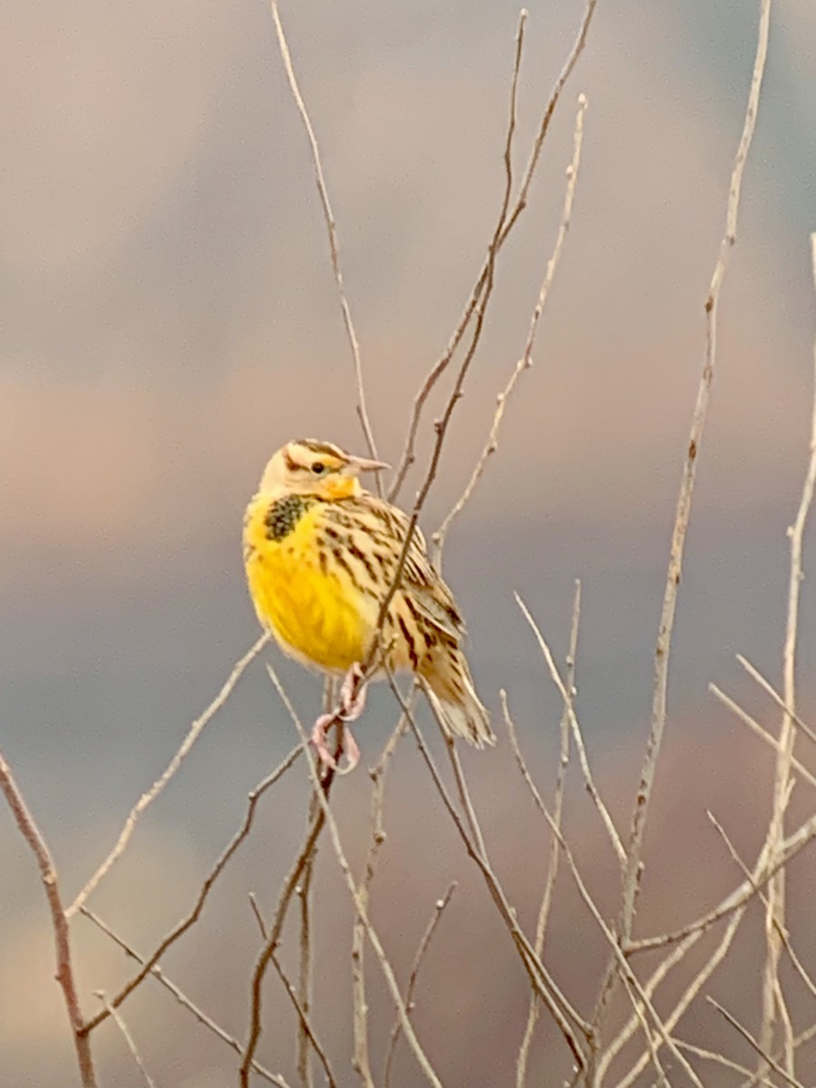 Eastern Meadowlark (Eastern) - ML646456613