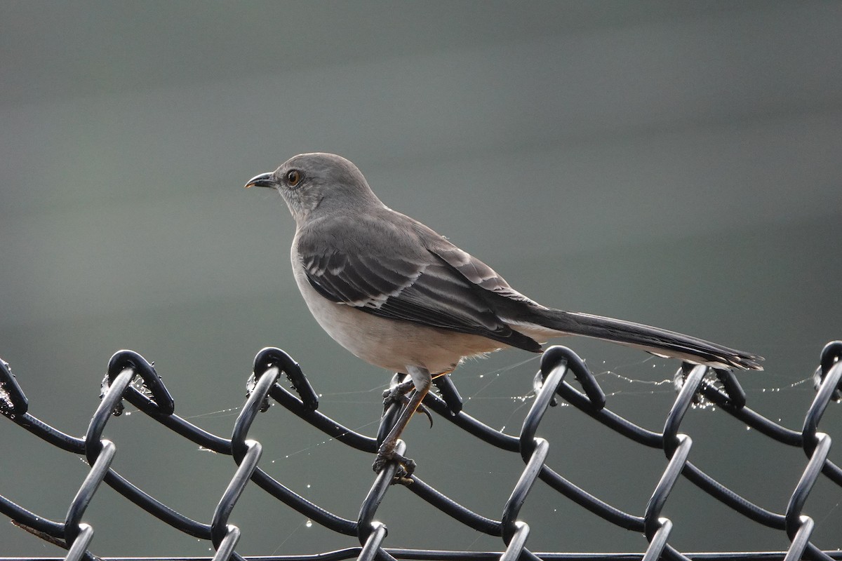 Northern Mockingbird - ML646456614