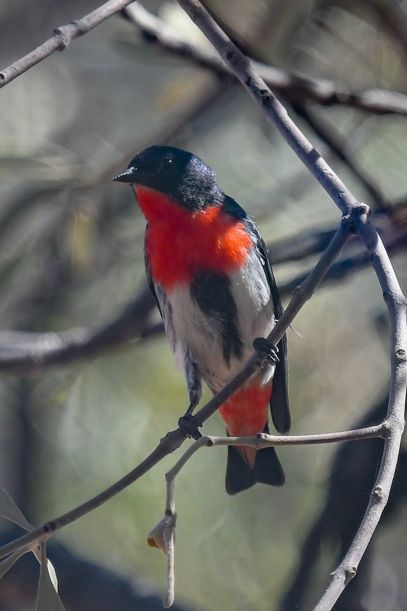 Mistletoebird - ML646456615