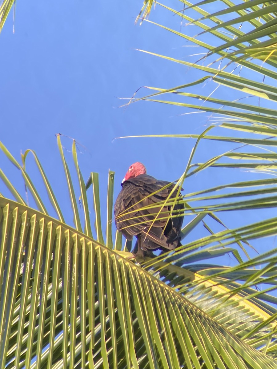 Turkey Vulture - ML646456618