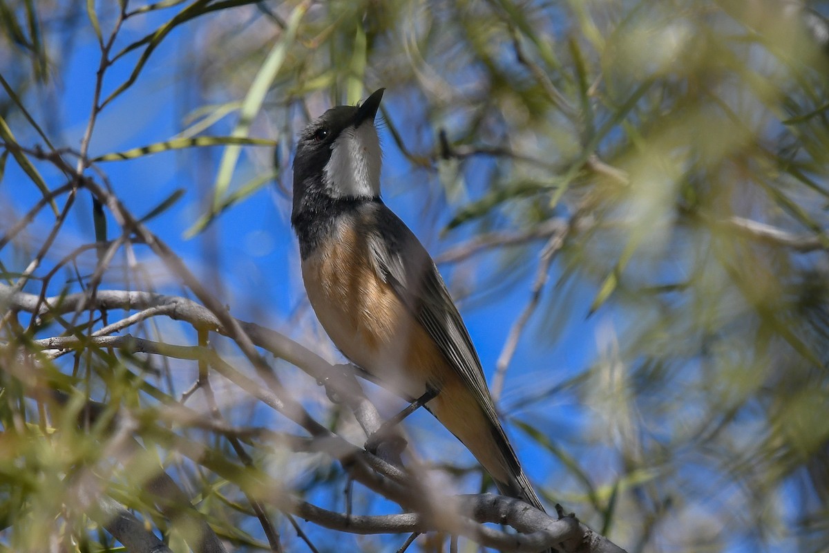 Rufous Whistler - ML646456619