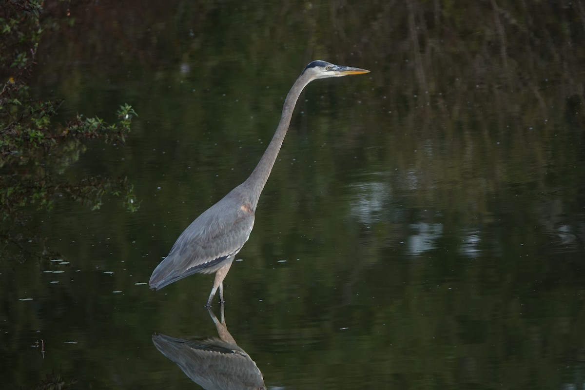 Great Blue Heron - ML646456620