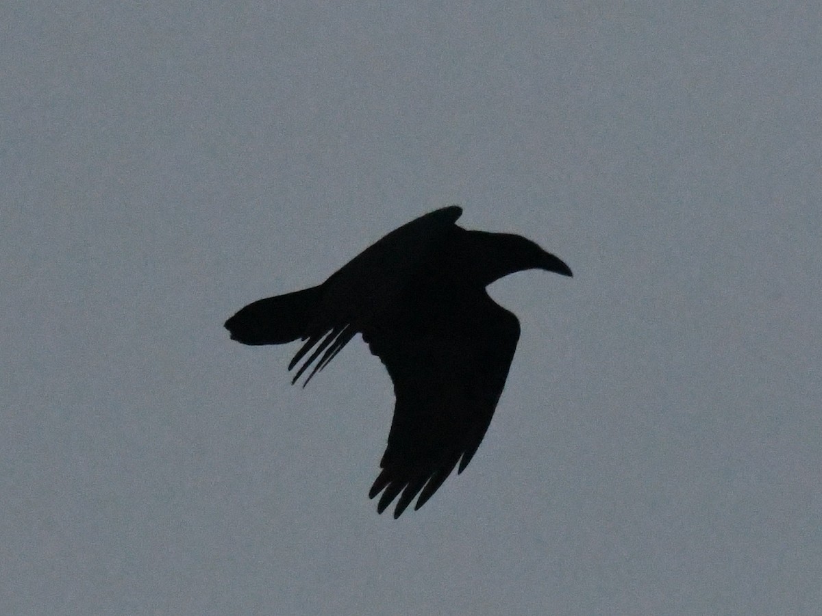 Common Raven - ML646456621