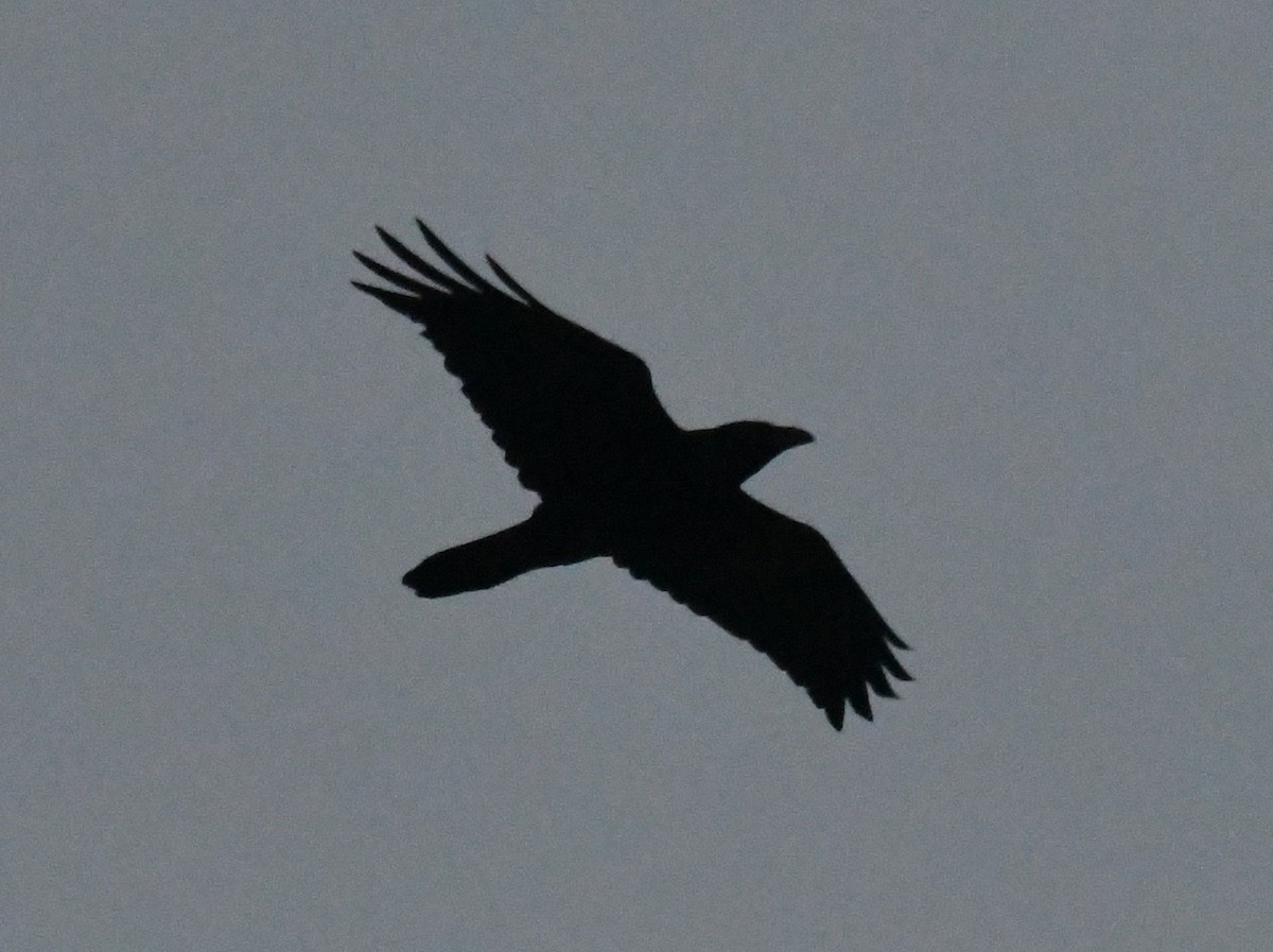 Common Raven - ML646456622