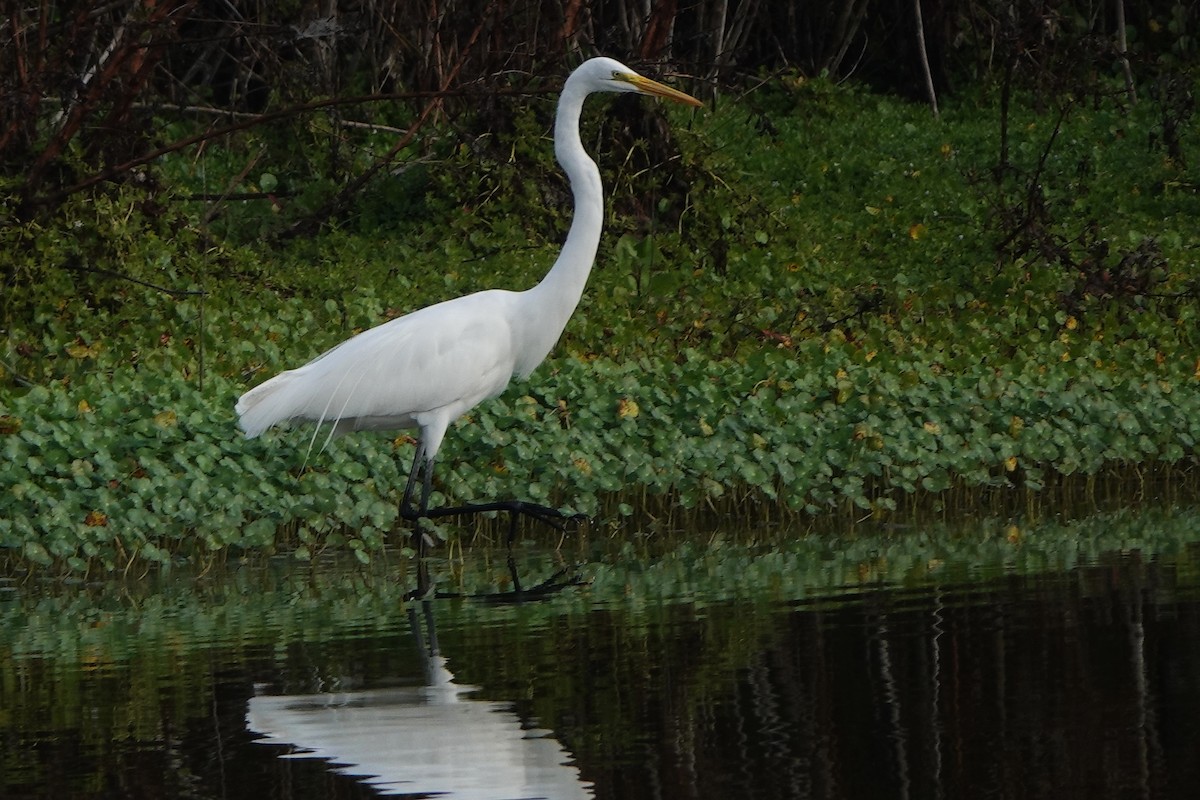 Great Egret - ML646456623