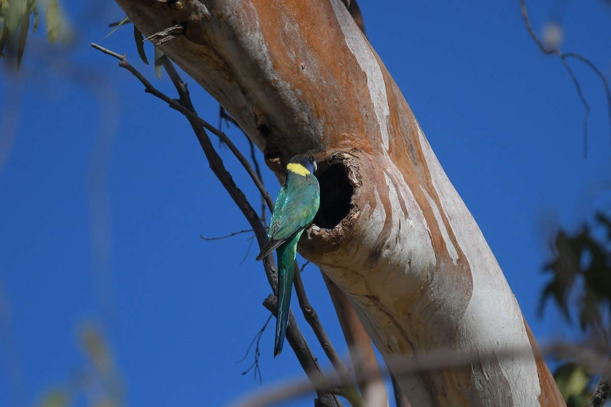 Australian Ringneck (Port Lincoln) - ML646456626