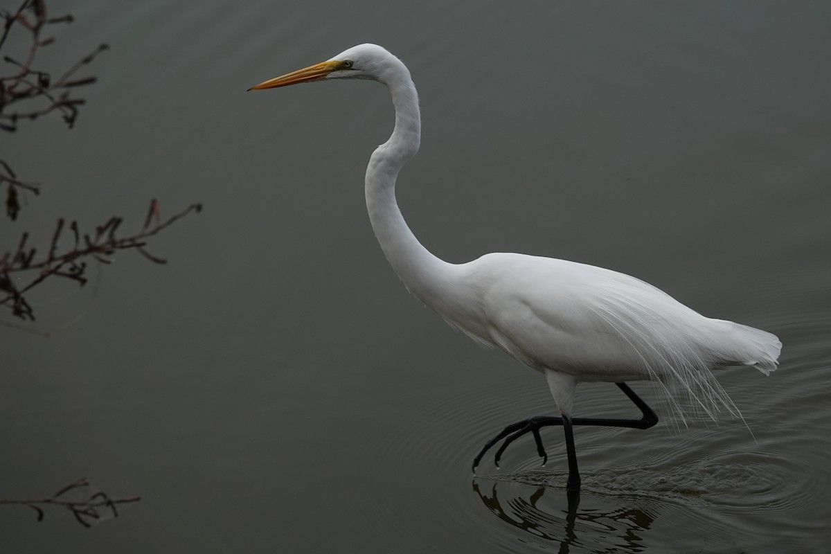 Great Egret - ML646456627