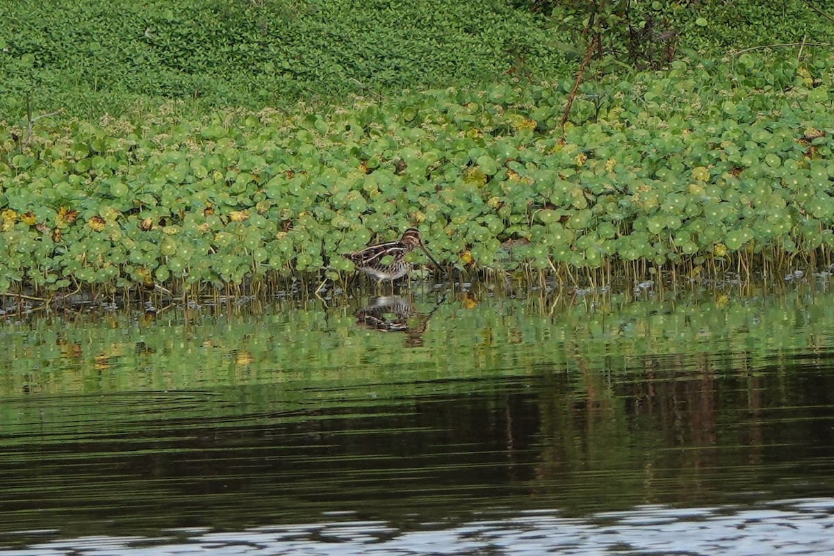 Wilson's Snipe - ML646456631