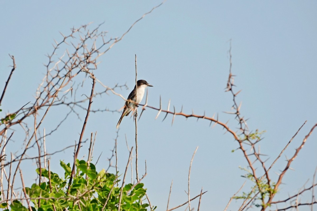 Loggerhead Kingbird - ML646456632