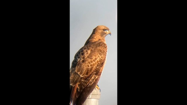 Red-tailed Hawk - ML646456633