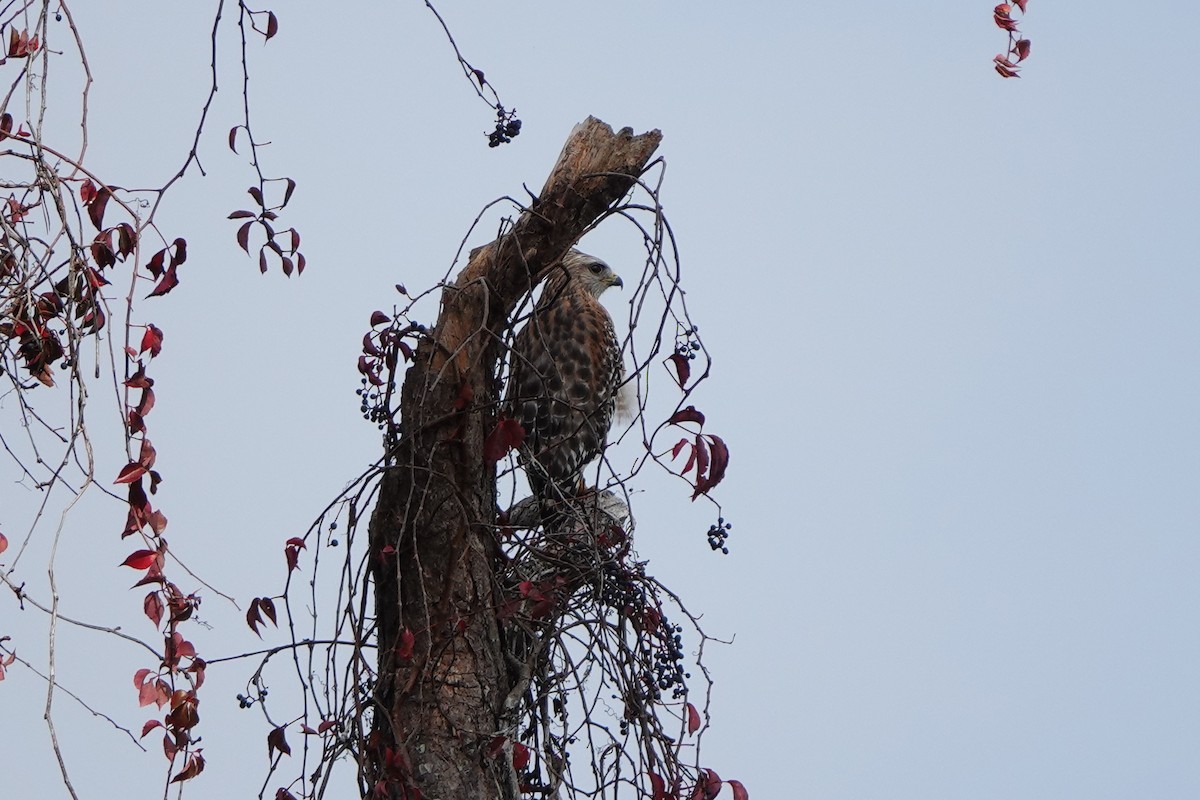 Red-shouldered Hawk - ML646456634