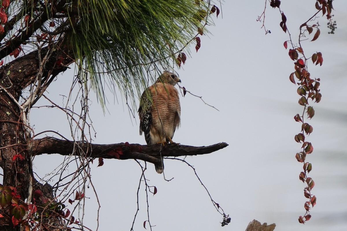 Red-shouldered Hawk - ML646456635