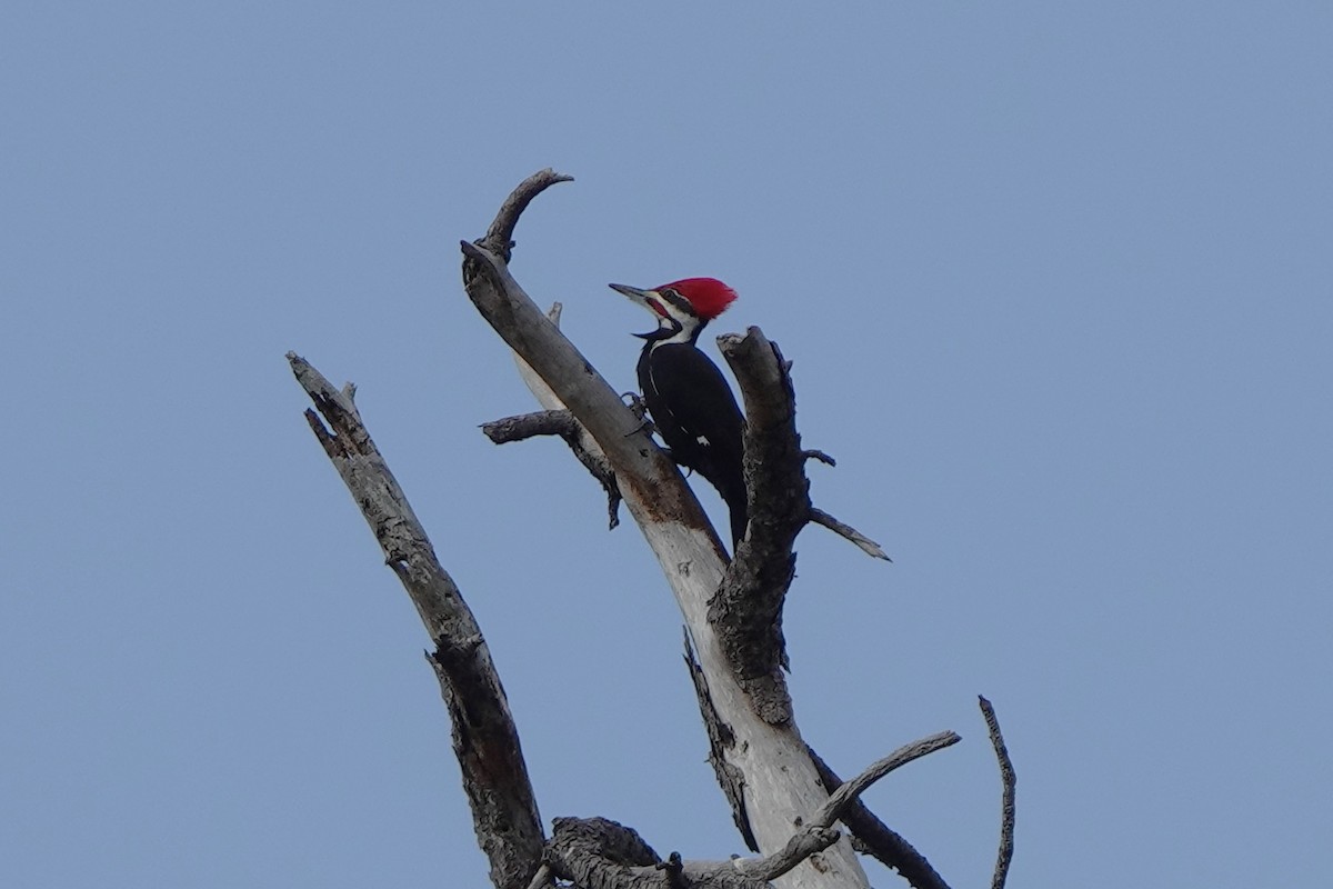 datel chocholatý - ML646456637
