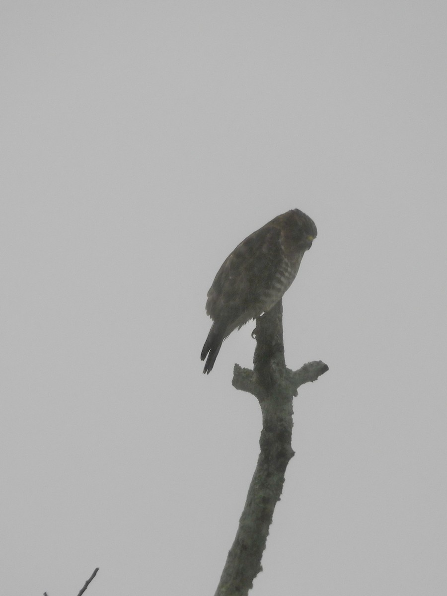 Broad-winged Hawk - ML646456638