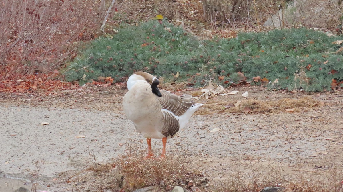 Swan Goose (Domestic type) - ML646456648