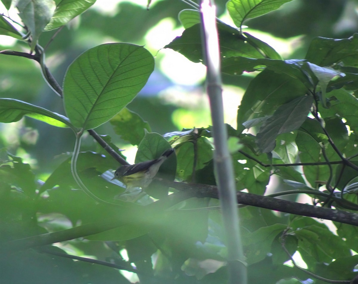 lesňáček tajgový - ML646456655