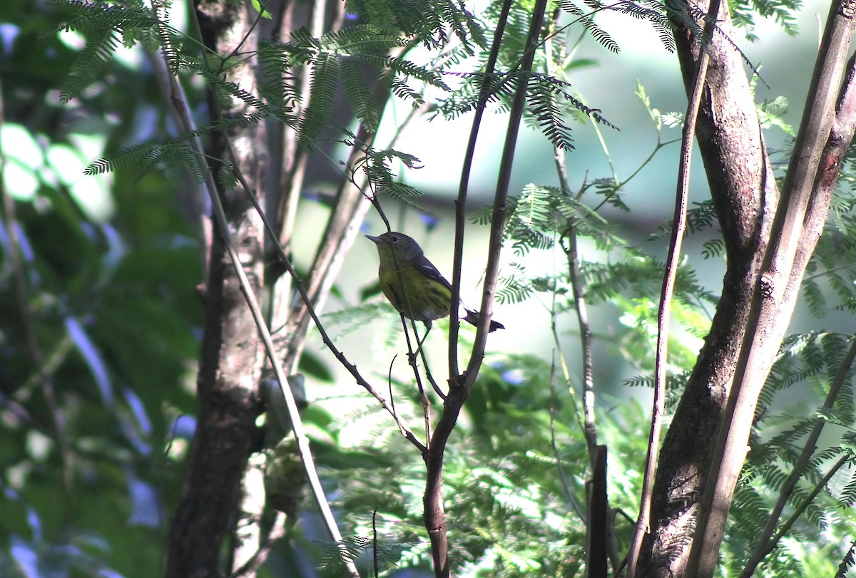 lesňáček tajgový - ML646456656