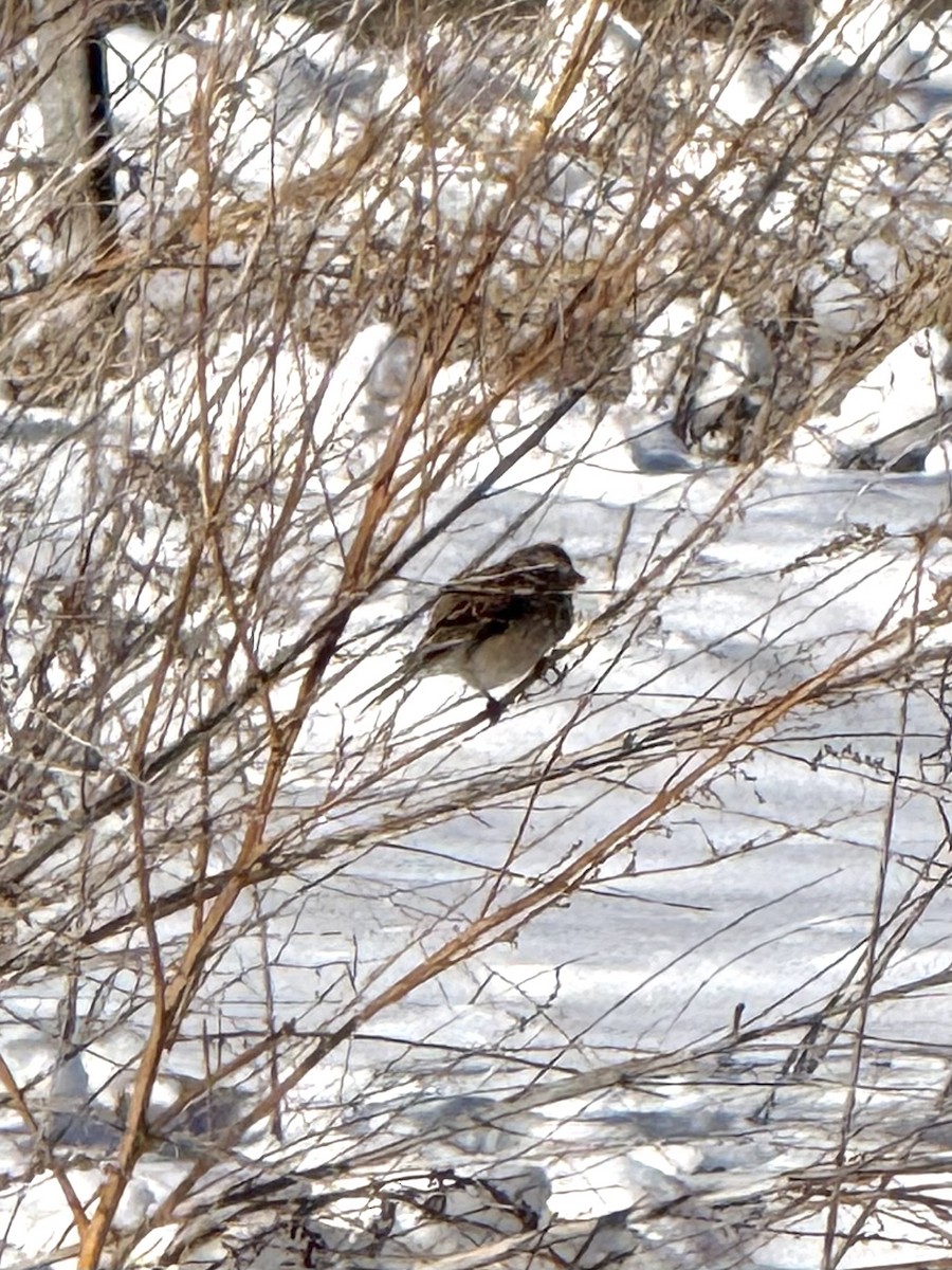 Пасовник північний - ML646456657