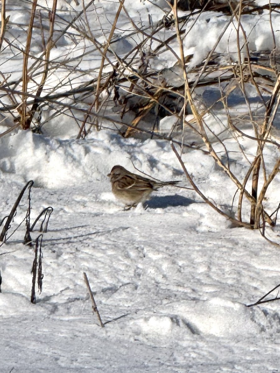 Пасовник північний - ML646456658