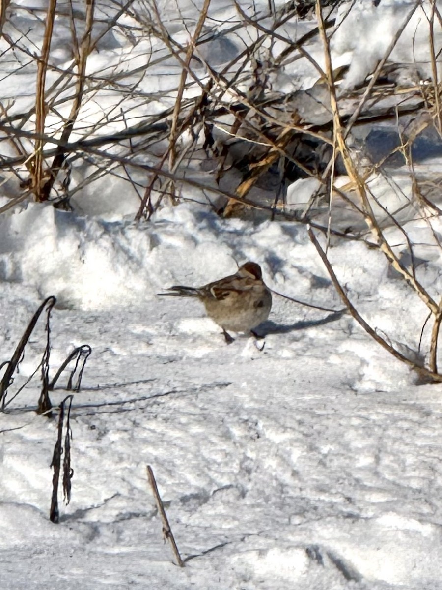 Пасовник північний - ML646456659
