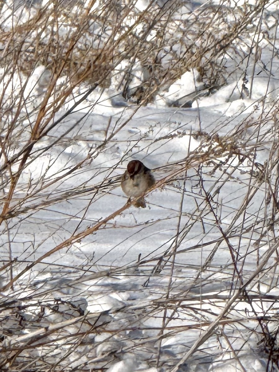 Пасовник північний - ML646456660
