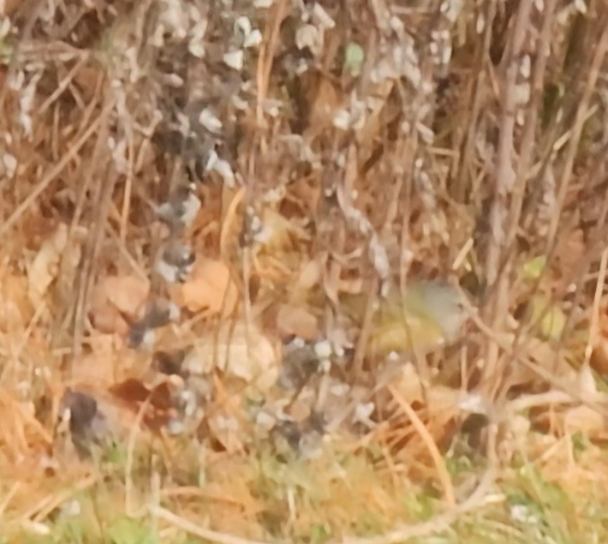 MacGillivray's Warbler - ML646456662