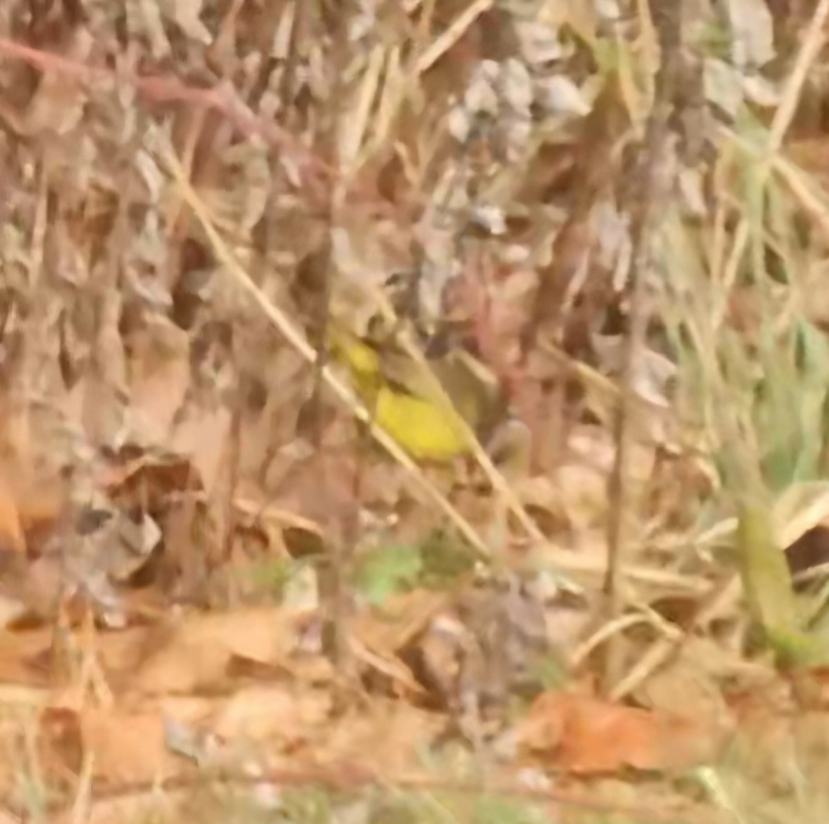MacGillivray's Warbler - ML646456663