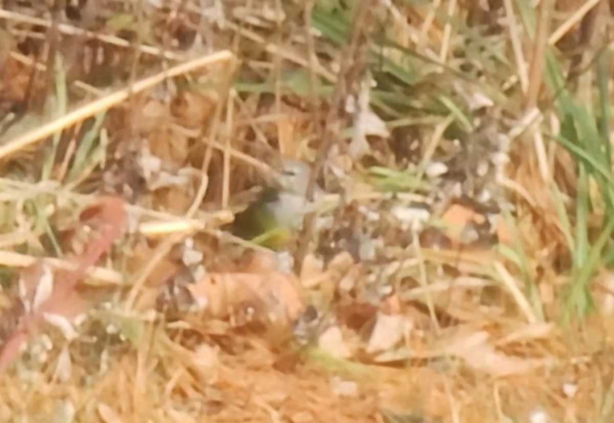 MacGillivray's Warbler - ML646456664