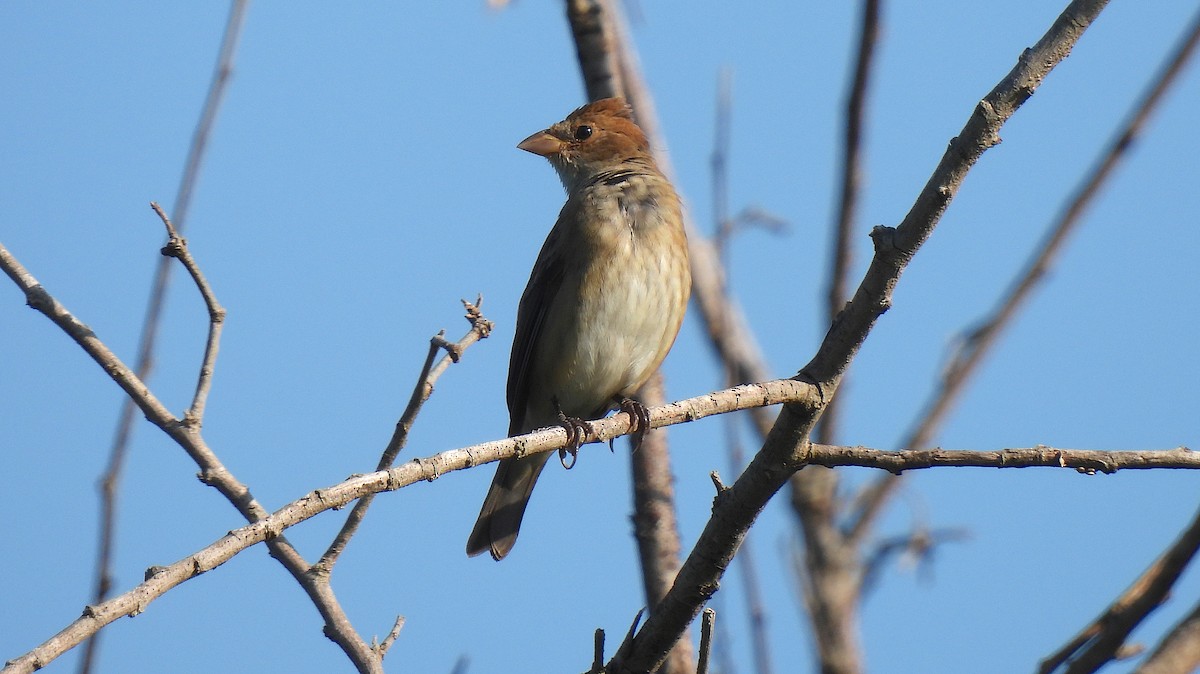Indigo Bunting - ML646456665