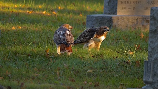 Red-tailed Hawk - ML646456673