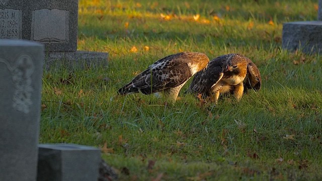 Red-tailed Hawk - ML646456674