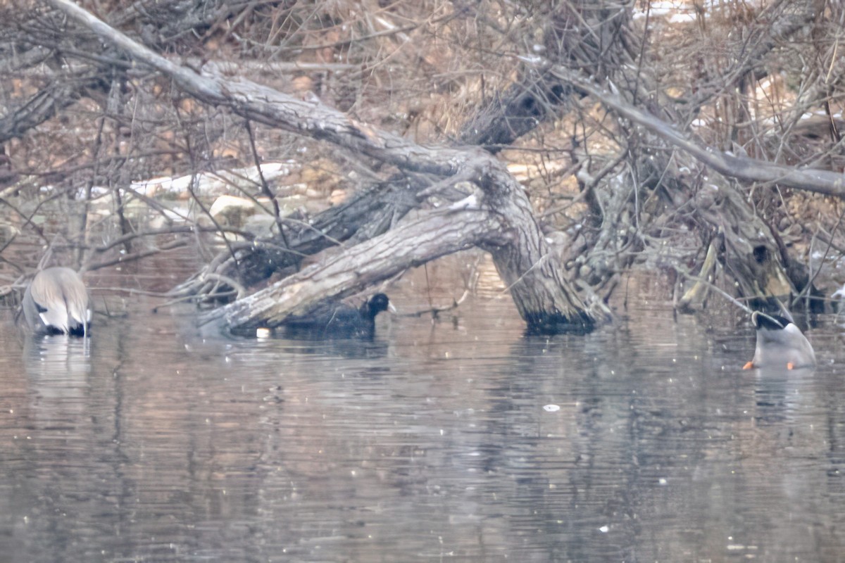 American Coot - ML646456675