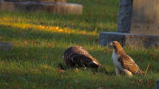 Red-tailed Hawk - ML646456676