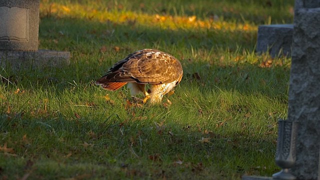 Red-tailed Hawk - ML646456677