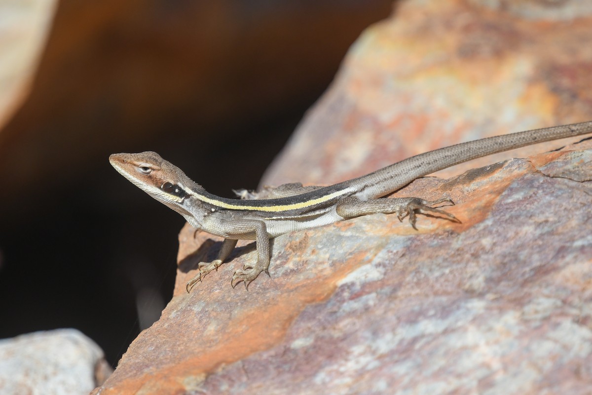 Horner's Dragon - ML646456678